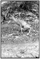 https://ed-templeton.com/files/gimgs/th-150_Deer Pees Catalina.jpg